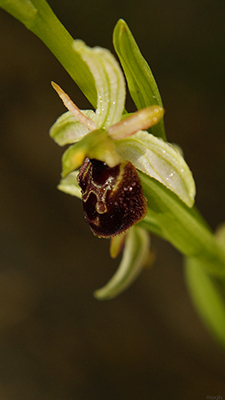 Dactylorhiza romana e Ophrys sphegodes